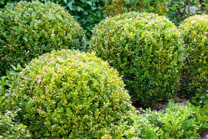Summer Bush Maintenance