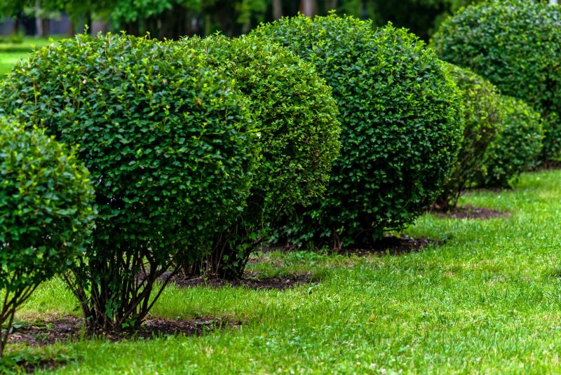 Trimmed Evergreen Shrubs