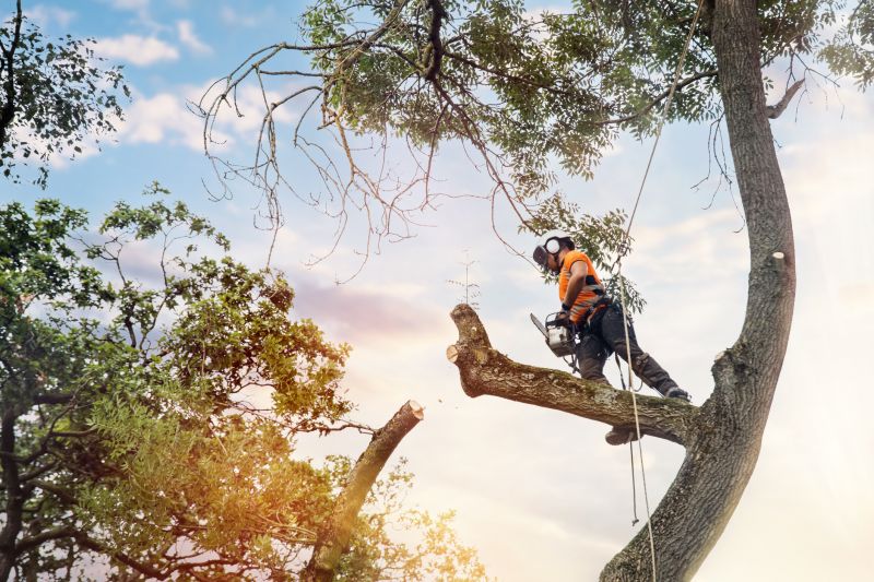 Experienced Arborists