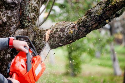 Tree Service Specialists